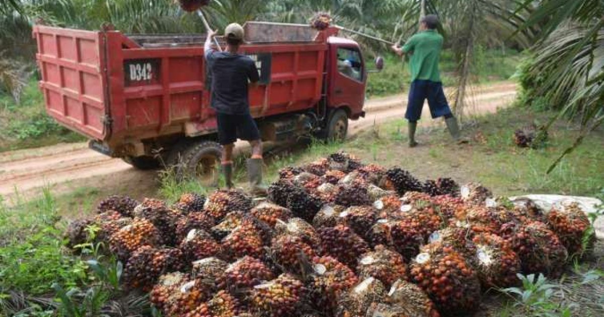 Analisis Gapki Terkait Dampak Pelemahan Nilai Tukar Rupiah Terhadap Industri Sawit