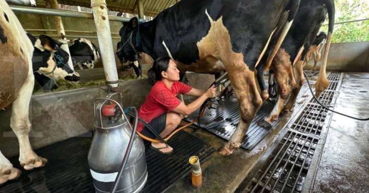 Ancaman Ganda Industri Persusuan Nasional: Harga Sapi Impor dan Lonjakan Biaya Energi