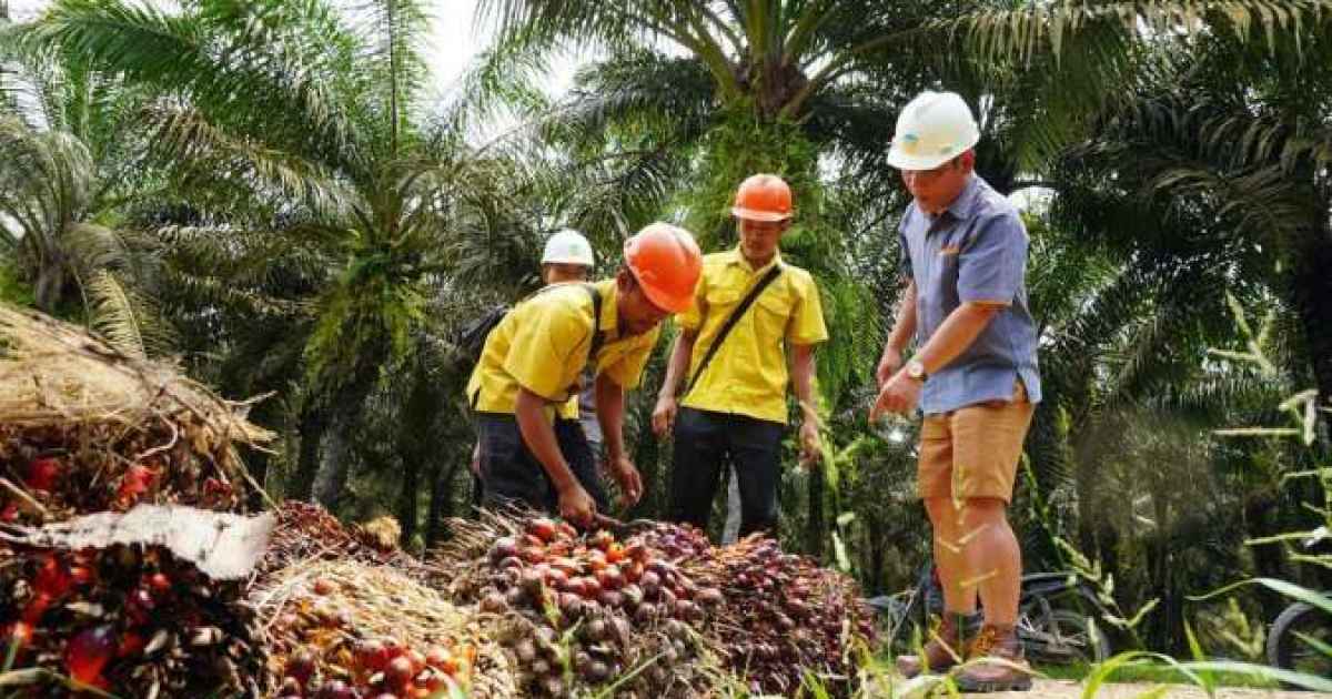 Prospek Cerah Industri Sawit Indonesia: Strategi Konservatif dan Inovasi Pendapatan Jadi Kunci CSRA Hadapi Tekanan Biaya