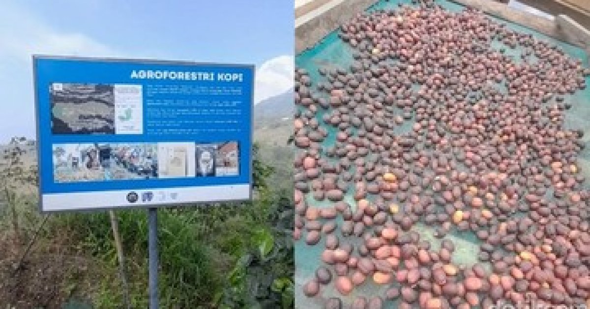 Penampakan kopi agroforesti di Boyolali. (Foto: DetikHealth/Averus Al Kautsar)