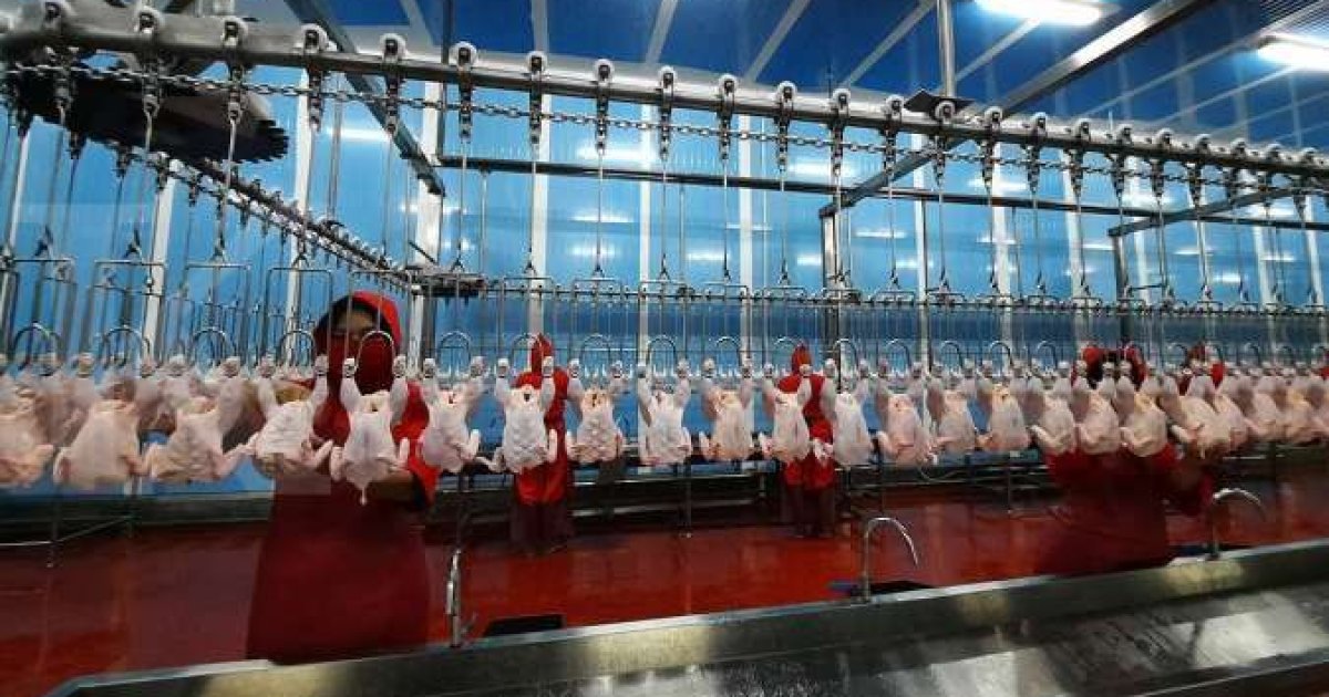 Tekanan Rupiah Bikin Biaya Pakan Meroket, Ini Dampaknya pada Kinerja Widodo Makmur Unggas