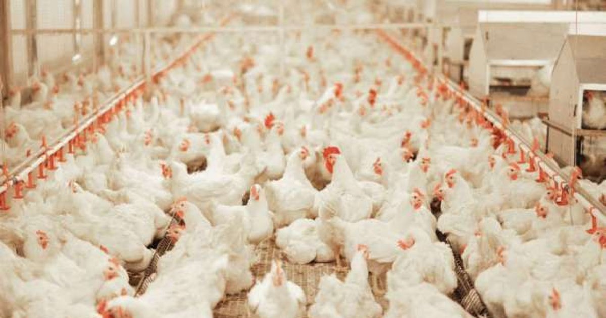 WMPP Genjot Pendapatan Hingga Rp 2,1 Triliun di 2026 Melalui Ekspansi Bisnis Unggas dan Feedlot