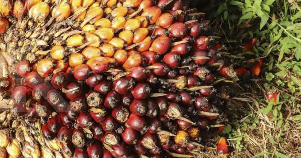 Mengapa Indonesia Sulit Mengendalikan Harga Minyak Sawit Mentah Global Meskipun Jadi Produsen Terbesar?