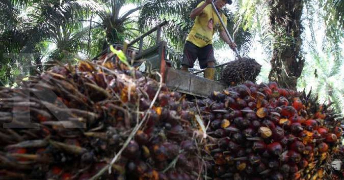 Menilik Realitas Indonesia Menggenggam Kendali Harga Minyak Sawit Global: Tantangan di Tengah Dinamika Pasar Dunia