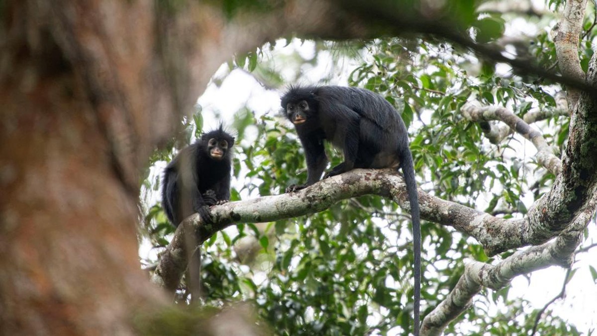 Foto: Dua ekor monyet 'Likweli' dari spesies monyet Colobus yang baru diidentifikasi, yang ditemukan di Taman Nasional Lomami, duduk di dahan pohon, di Republik Demokratik Kongo, dalam gambar yang tidak bertanggal ini. (via REUTERS/Daniel Rosengren, Frankfurt Zool)