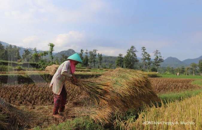 Syngenta Tingkatkan Hasil Panen Padi di Sumatra Utara Lewat Inovasi Perlindungan Tanaman