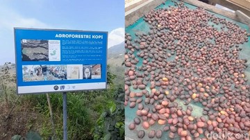 Kolaborasi Agroforestri Kopi Arabika Boyolali: Langkah Strategis Jaga Kelestarian Hulu Sungai Pusur