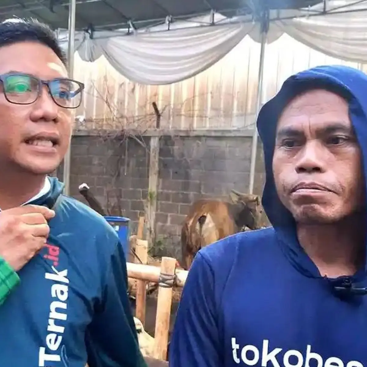 Lonjakan Biaya Logistik Tekan Margin Peternak Sapi Bali Jelang Idul Adha 2026