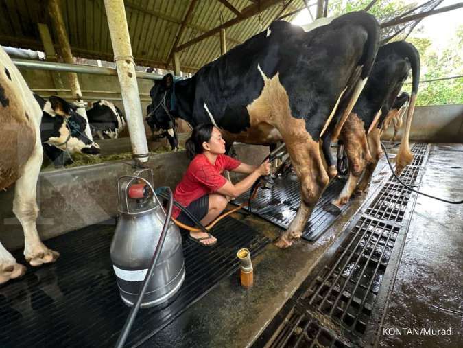 Ancaman Ganda Industri Persusuan Nasional: Harga Sapi Impor dan Lonjakan Biaya Energi