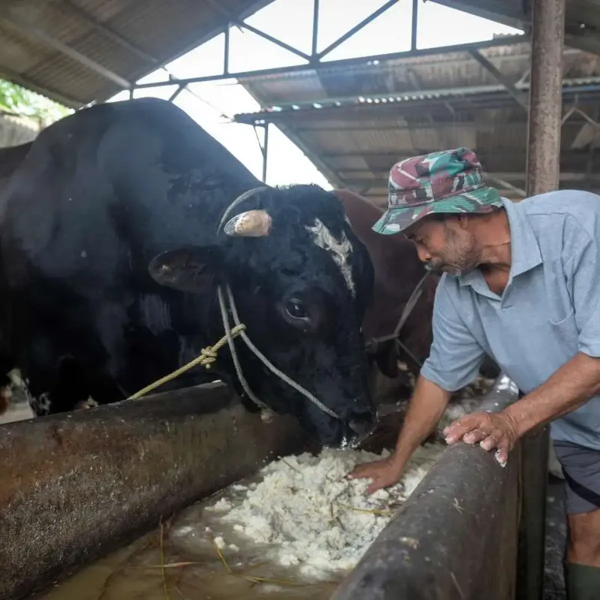 ILUSTRASI. Sapi kurban dari Presiden Prabowo (ANTARA FOTO/Putra M. Akbar)
