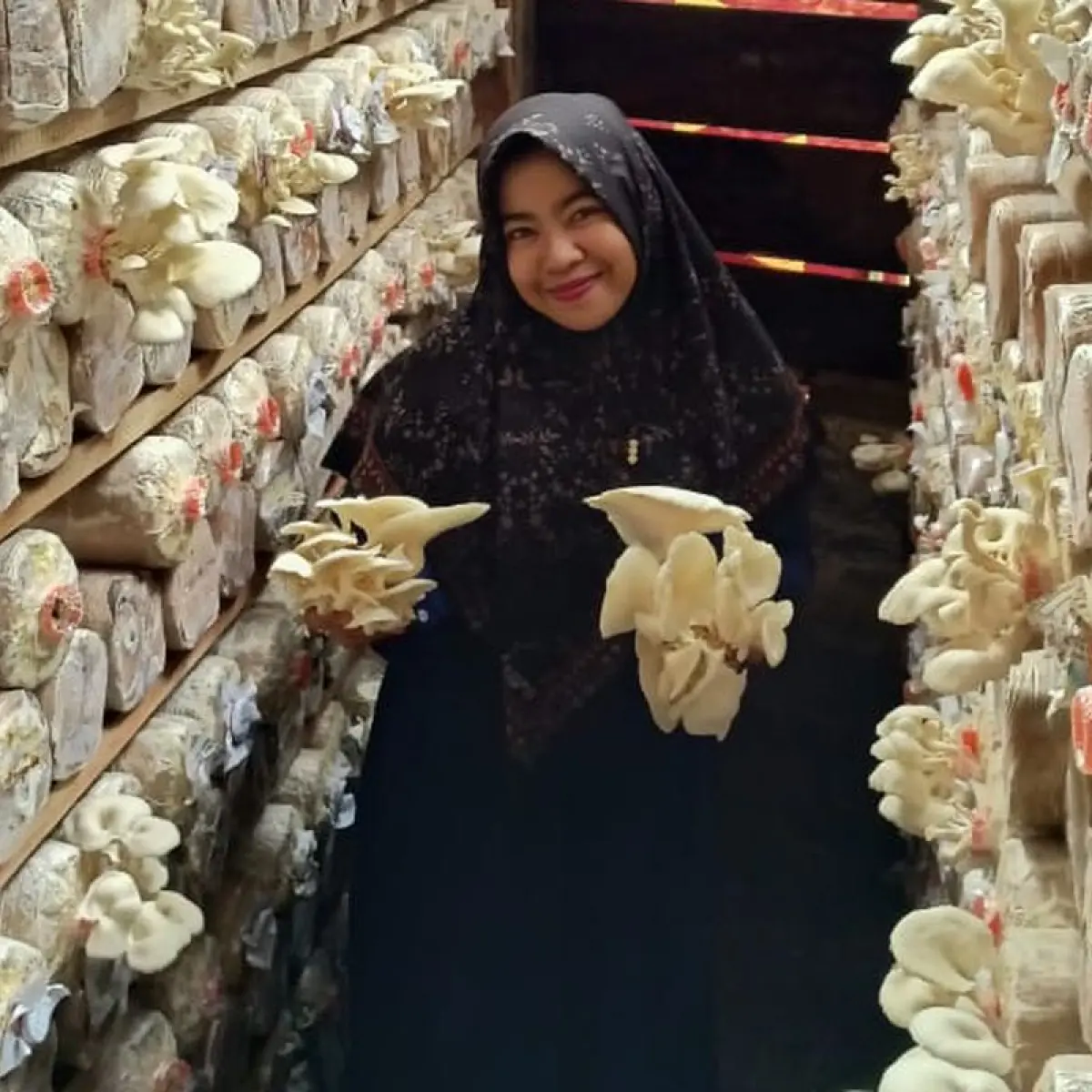 Dari Sisa Tabungan Kuliah, Hafsah Pohan Sukses Rintis Bisnis Jamur Tiram Bernilai Ekonomis di Pulau Nias