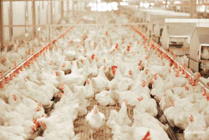 WMPP Genjot Pendapatan Hingga Rp 2,1 Triliun di 2026 Melalui Ekspansi Bisnis Unggas dan Feedlot