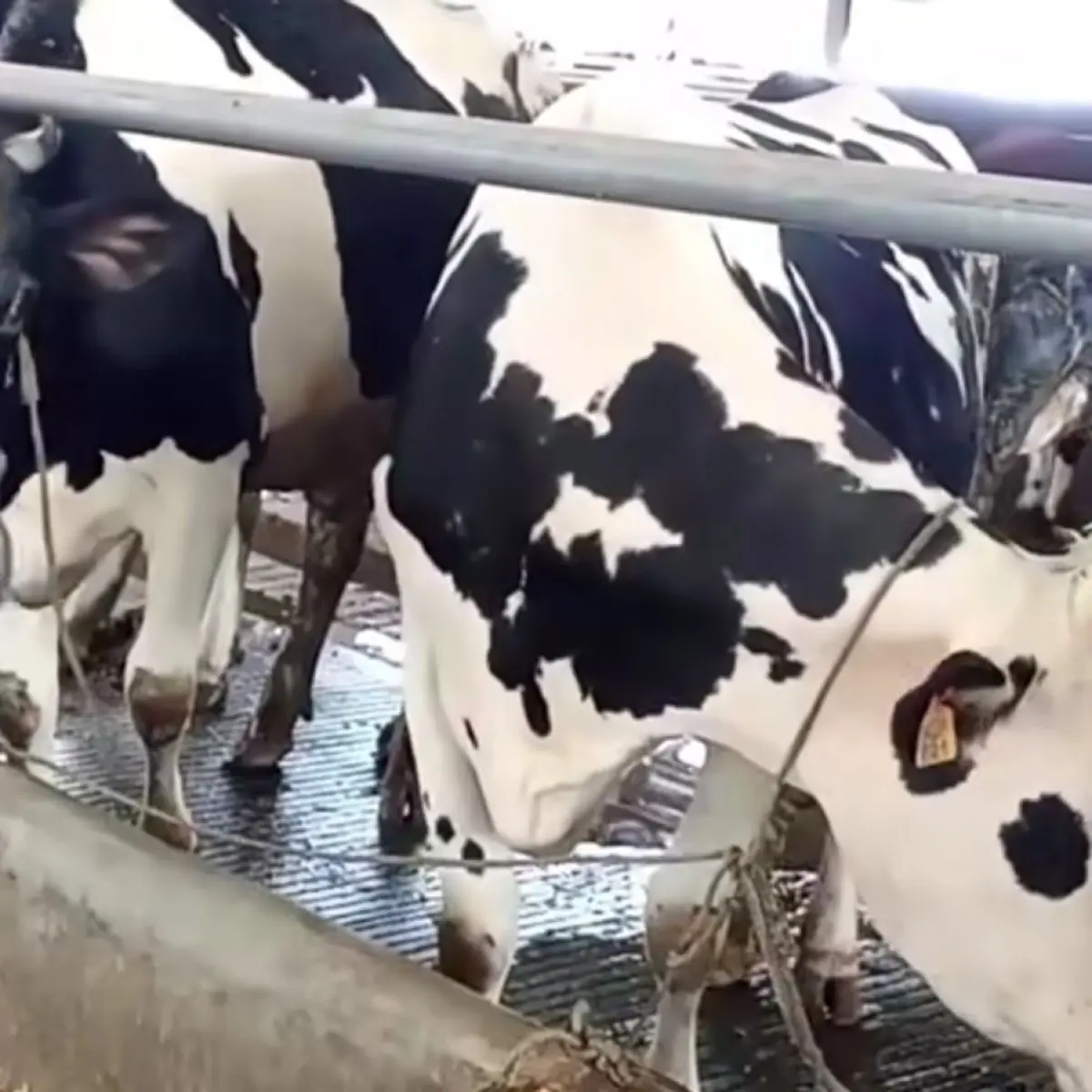 Peta Industri Susu Jawa Tengah Berubah: Pantura Diarahkan Jadi Pusat Perah Baru Penekan Impor