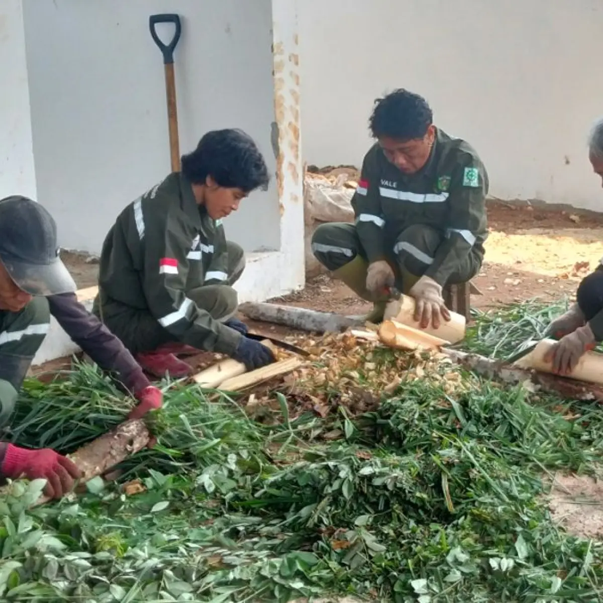 Transformasi Desa Tabarano: Mengubah Lahan Kritis Menjadi Lumbung Nanas Berkah Berkat Kolaborasi