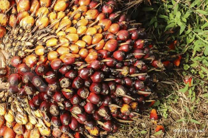 Kementerian Pertanian Turun Tangan: 139 Pabrik Kelapa Sawit Disorot Karena Beli TBS di Bawah Harga Acuan