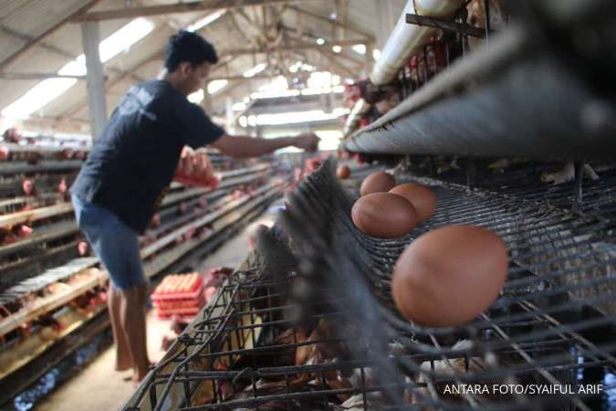 Antisipasi Tren Harga Telur Anjlok, Badan Pangan Nasional Siapkan Strategi Khusus Jaga Stabilitas Pasar
