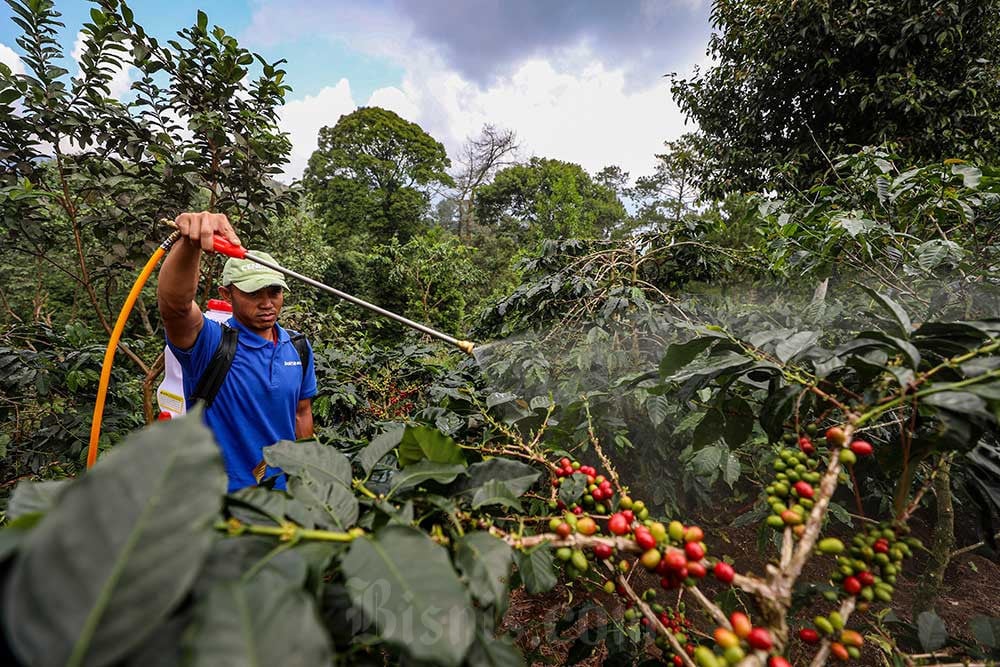 Petani menyemprot pupuk ke tanaman kopi di Kebun Kopi Cikoneng di Desa Tugu Utara, Bogor, Jawa Barat. Bisnis/Abdurachman
