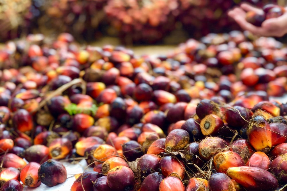 Sertifikasi RSPO Jadi Kunci Petani Sawit Mandiri Hadapi Ketatnya Pasar Global