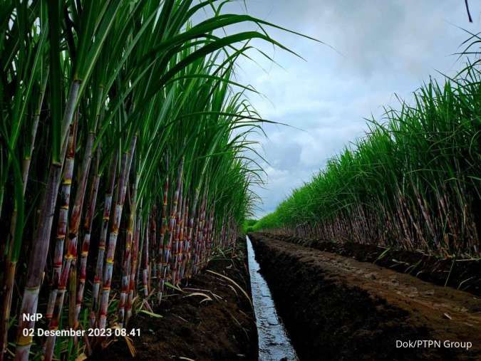 Kementan Suntikkan Semangat Petani Lewat Distribusi Benih Unggul Tebu Berdaya Hasil Tinggi