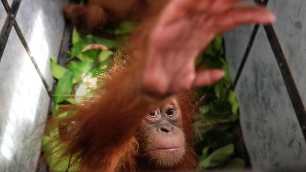 Foto: Ilustrasi Orang Utan. Ist