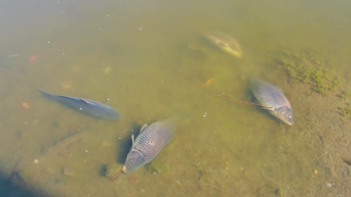 Foto: Ribuan ikan mati di Laguna Zapallar, Chili, diduga akibat rendahnya oksigen dan kelebihan nutrisi. (Tangkapan Layar Video Reuters/)