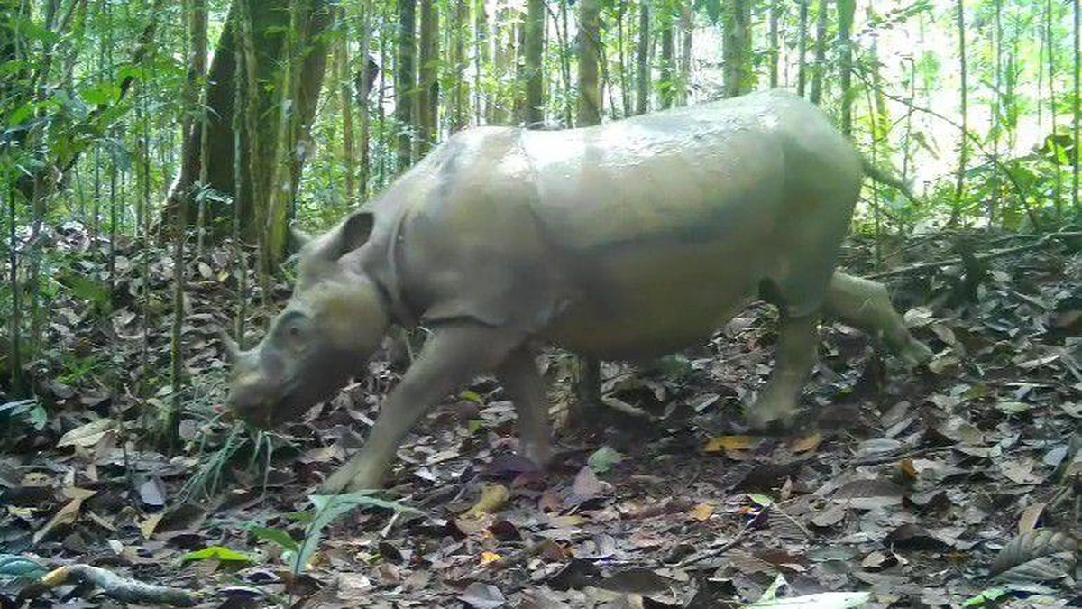 Foto: Badak Pari terekam camera trap yang dipasang BKSDA Kaltim. (Dok. BKSDA Kaltim via Detikcom)