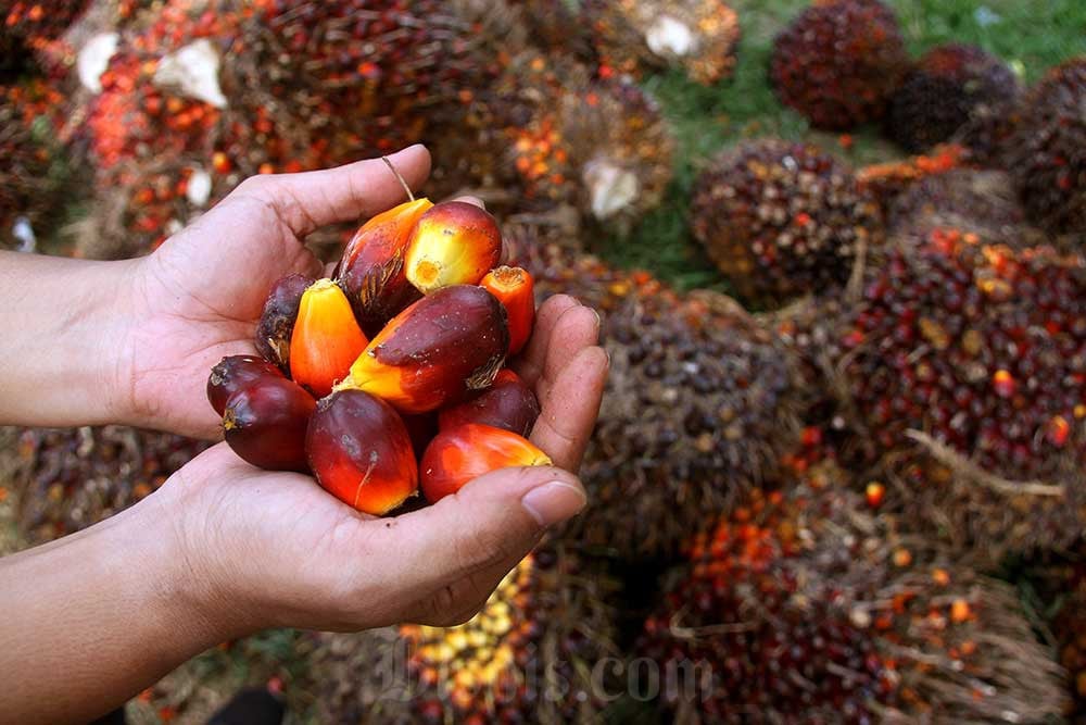 Kementan Pastikan 90% Pabrik Sawit Patuhi Kenaikan Harga TBS, 130 Perusahaan Masih Diawasi Satgas