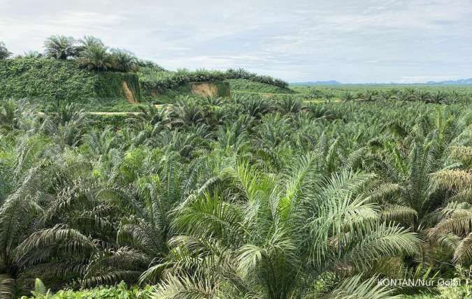 Ancaman Jamur Ganoderma dan Serangan Hama Kian Menggerogoti Produktivitas Kebun Sawit Petani di Kalimantan Barat