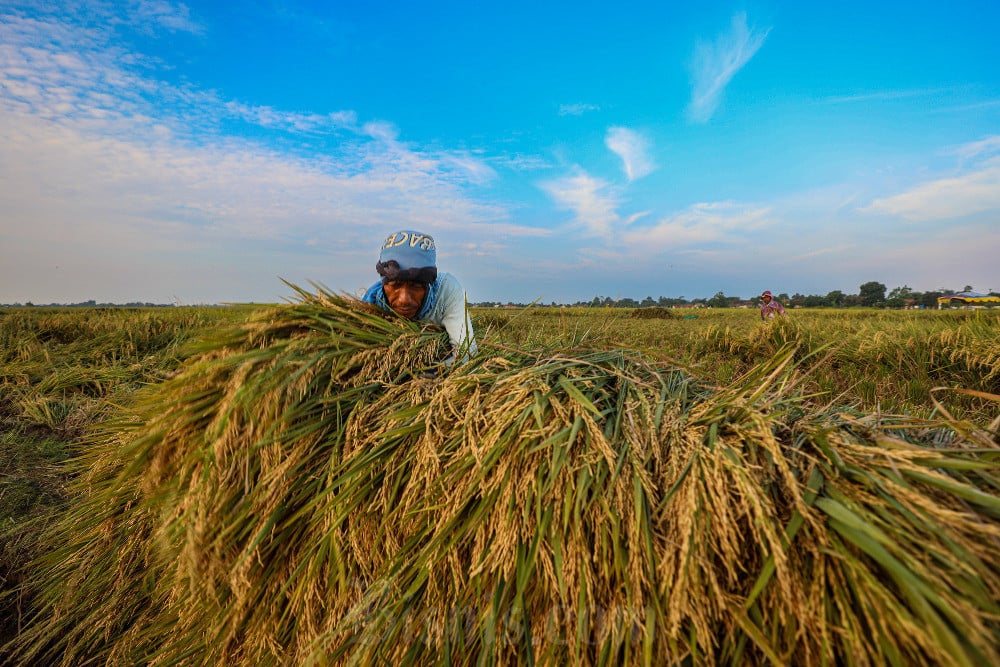Proyeksi Global: El Nino dan Profitabilitas Pangan Ancaman Utama Penurunan Produksi Beras Dunia 2026/2027