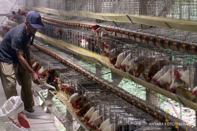 Merana Akibat Harga Jual di Bawah HPP, Peternak Rakyat Minta Solusi Krisis Ayam Hidup