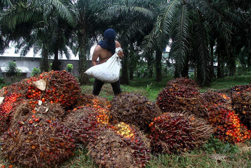 Petani Sawit Desak Evaluasi Ulang Peran Danantara Sumberdaya Indonesia (DSI) dalam Tata Niaga