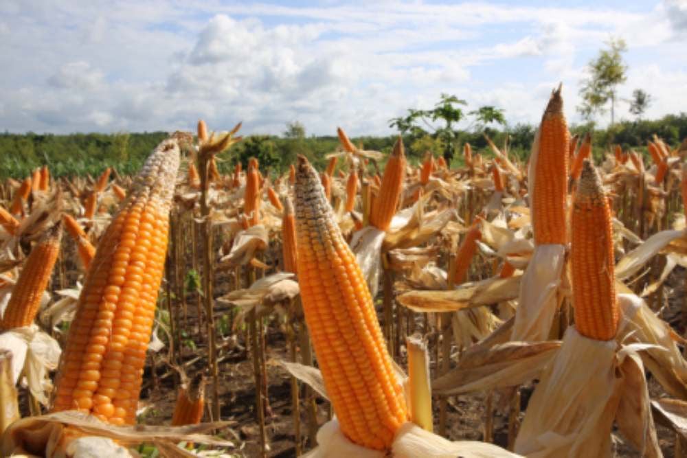 Gorontalo Jadi Contoh Produktivitas Jagung Nasional, Melampaui Target Rata-rata