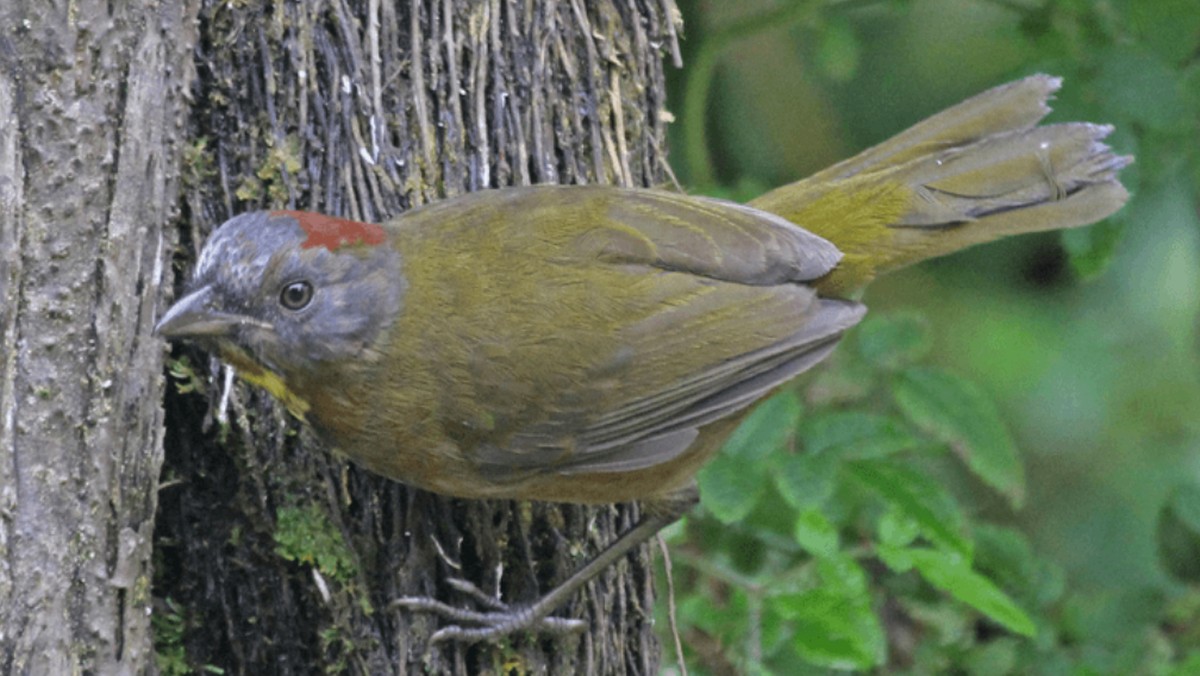 Foto: Burung Whistlers. (Tangkapan Layar IFLscienceJerry Oldenettel via flickr)