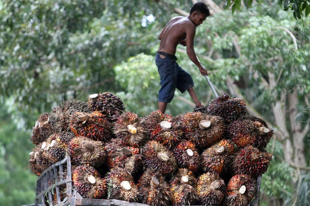 Ekspor Minyak Sawit Indonesia ke Uni Eropa Melonjak di Awal 2026 Meski Regulasi Lingkungan EUDR Mengancam