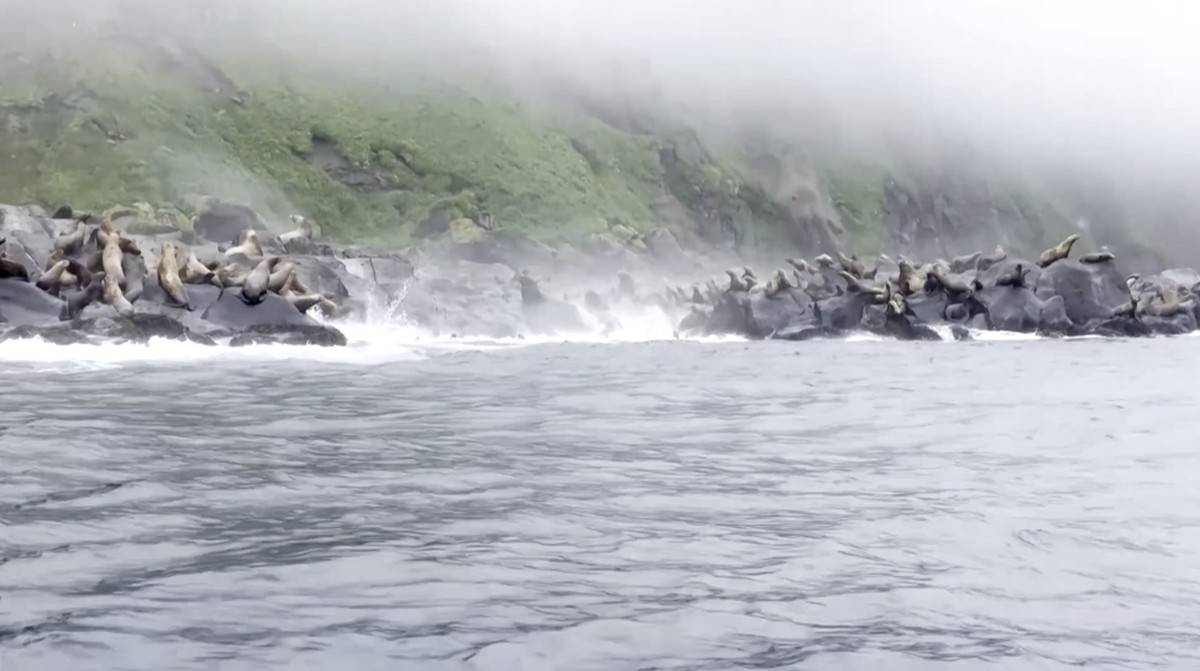 Foto: Sejumlah batu jatuh dari tebing yang menyebabkan sejumlah singa laut panik menyelam ke laut saat gempa melanda Pulau Antsiferov, tak jauh dari pantai Semenanjung Kamchatka, Rusia. (Tangkapan Layar Video Reuters/)