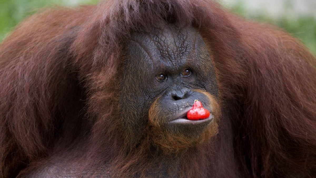 Foto: Ilustrasi Orangutan (AP/Binsar Bakkara)