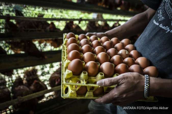 Stabilisasi Harga Telur dan Ayam: Bapanas Gelontorkan Subsidi Jagung Pakan 242 Ribu Ton