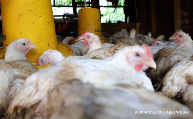Harga Ayam Hidup Anjlok di Bawah HPP, Peternak Terancam Rugi Belasan Ribu Rupiah per Ekor