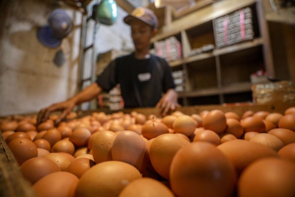 HKTI Desak Pemerintah Maksimalkan Ayam dan Telur dalam Program Makan Bergizi Gratis, Proyeksi Omzet Peternak Rp31,68 Triliun