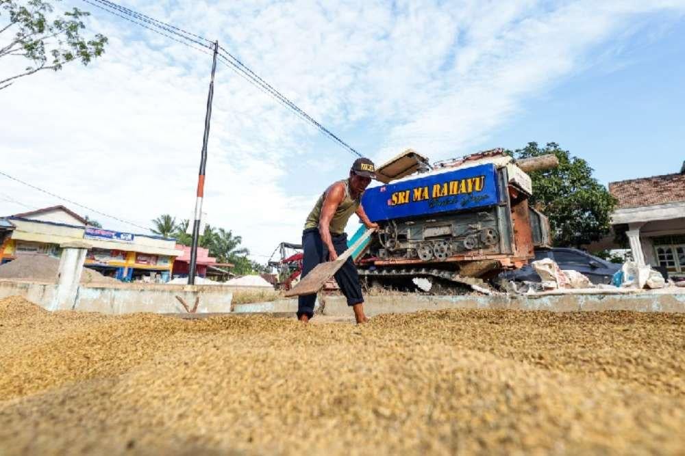 Mendesak Pemerintah Evaluasi HPP Gabah Tunggal di Tengah Tuntutan Pasar Beras Premium