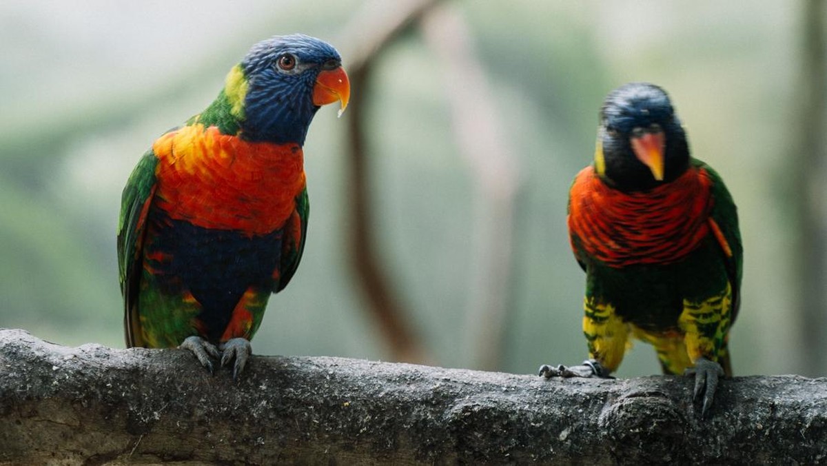 Foto: Blue-fronted lorikeet. (Pexels)