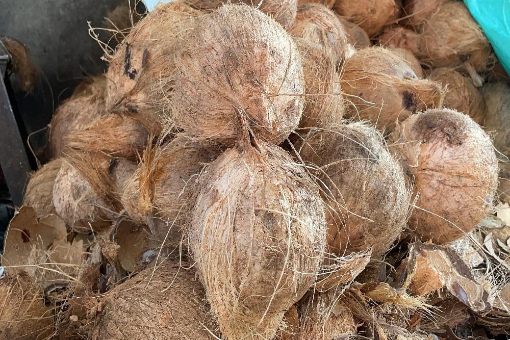 Rencana Besar Hilirisasi Kelapa: 1.800 Hektare Lahan Reforma Agraria Siap Dukung Industri Lokal