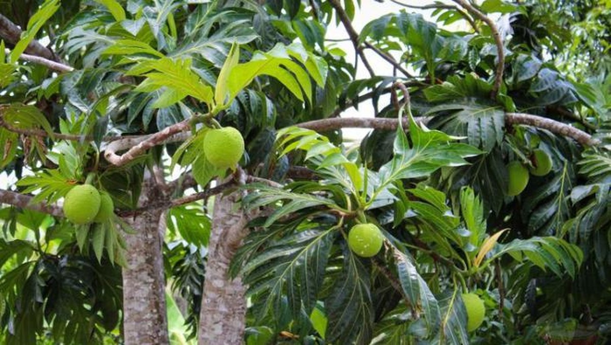 Foto: Pohon buah sukun. (Dok. dlhk.mamujukab)