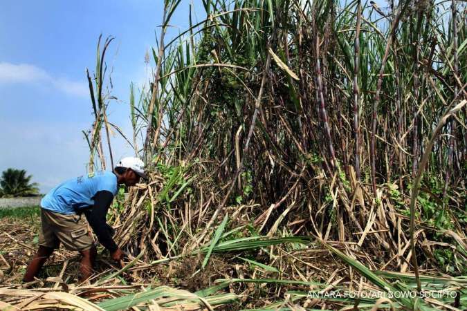 PTPN I Tingkatkan Ketersediaan Energi Nasional Lewat Produksi Bioetanol Tebu 100 Ribu Liter Per Hari
