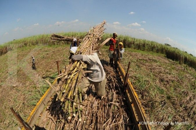 Molasses Murah Penggerak E10, Petani Tebu Meradang Terganjal Harga Pertamina