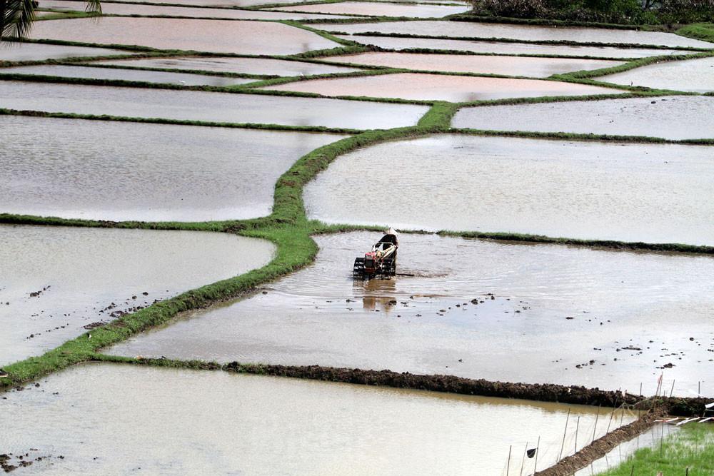 Ketersediaan Air Meningkat, Petani Pulau Yamdena Sambut Produktivitas Tiga Kali Panen Setahun