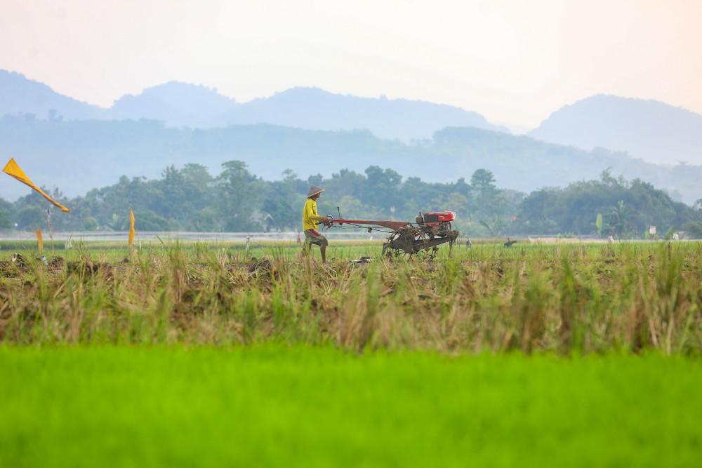 Stok Pangan Nasional Dipastikan Aman, Petani Diimbau Tetap Produktif Hadapi El Nino
